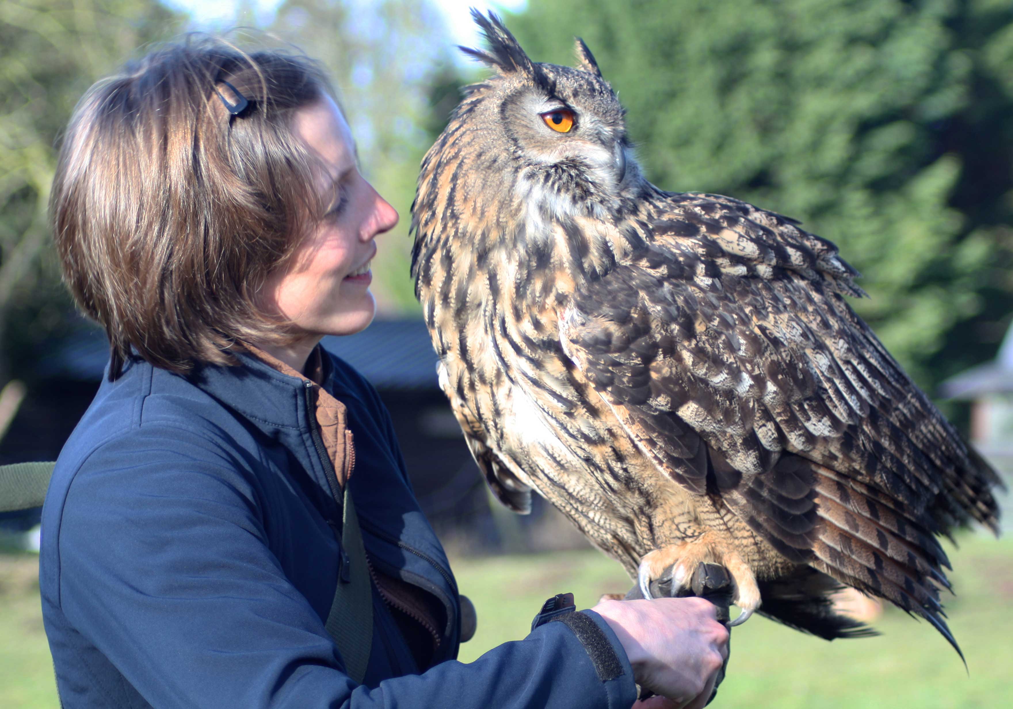 Falconer with Billie-Jean the European Eagle Owl