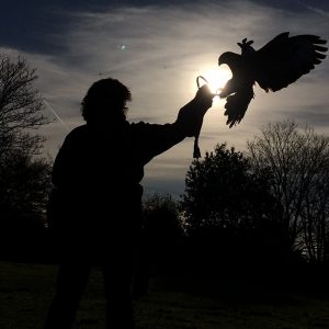 Silhouette of customer with Harris Hawk