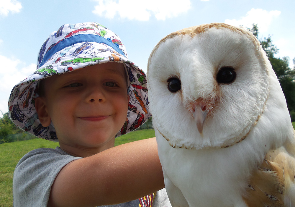 Smiling young boy holding Barn Owl