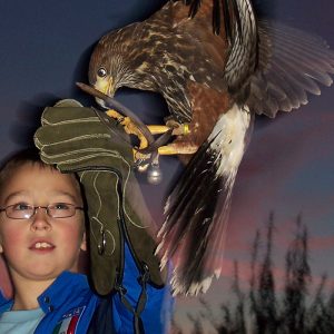 Boy at sunset holding Harris Hawk Sam