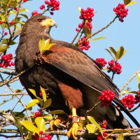 Harris Hawk in tree with red berries