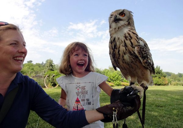 Falconer helping child hold Indian Eagle Owl