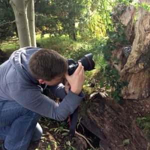 Man taking photo of Little Owl in tree stump hollow