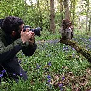 Man taking photo of Tawny Owl in bluebells