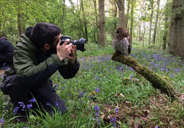 Man taking photo of Tawny Owl in bluebells