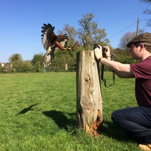 Man taking photo of Harris Hawk coming in to land on a stump