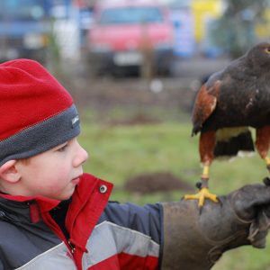 Child holding Harris Hawk