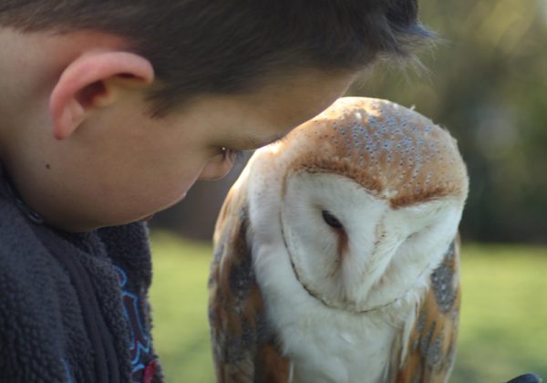 Child holding Barn Owl