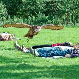 European Eagle Owl flying over children laying on the grass