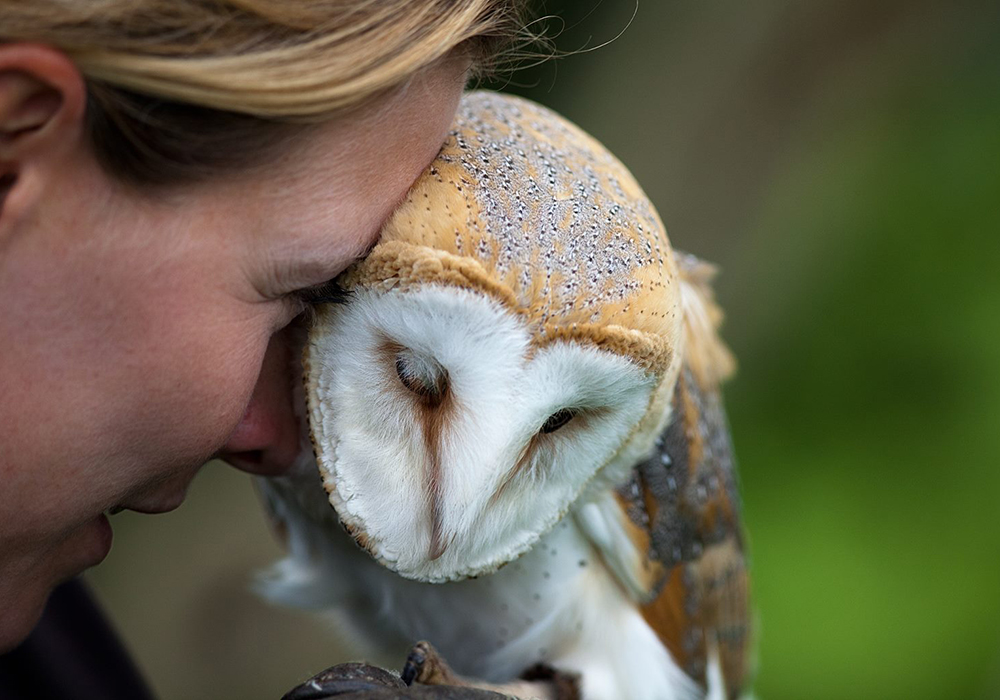Falconer with Barn Owl