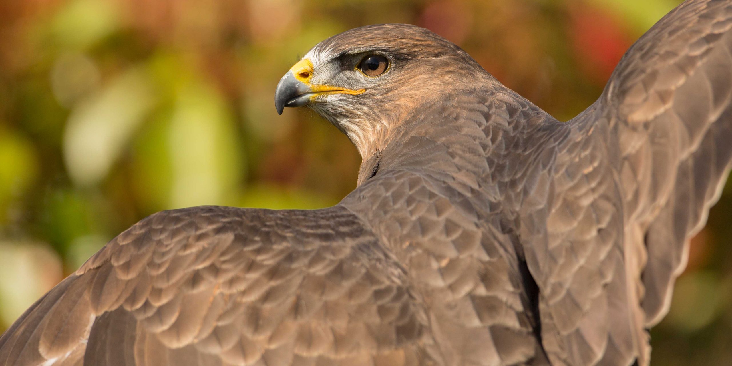 Common Buzzard – Mouse blog Common Buzzard - Mouse