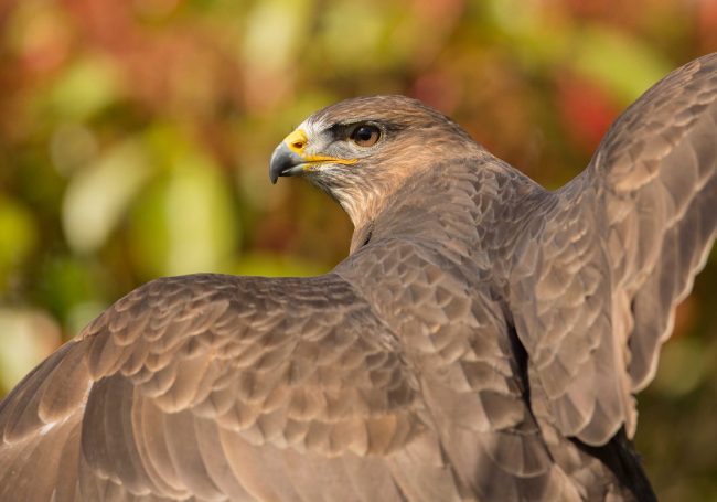 Common Buzzard – Mouse blog Common Buzzard - Mouse