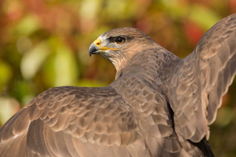 Common Buzzard - Mouse
