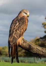 Red Kite - Pops