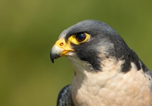Peregrine Falcon - Acer