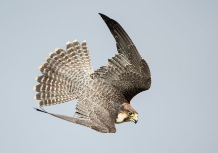 Peregrine X Lanner Falcon - Arya