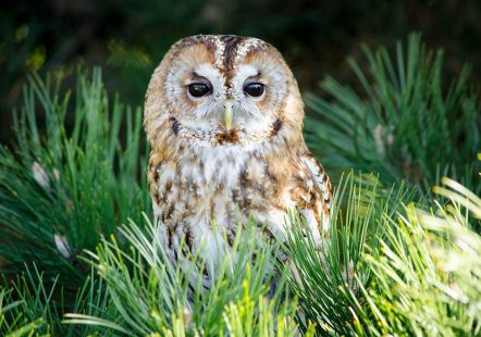 Tawny Owl - Ash