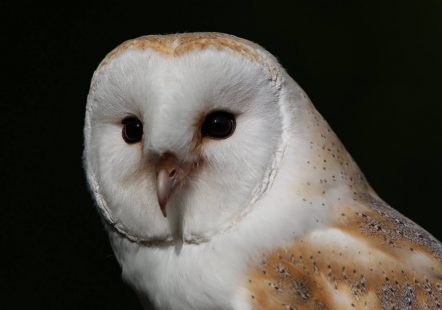 Barn Owl - Bailey