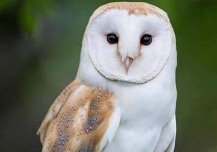 Barn Owl - Bert