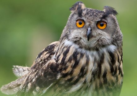 European Eagle Owl - Billie Jean