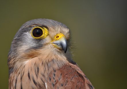 Kestrel - Bourneville