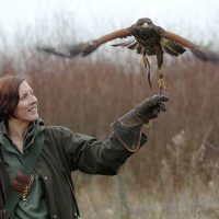 Falconer flying Harris Hawk