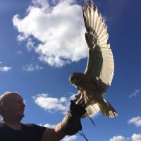 Customer flying Indian Eagle Owl