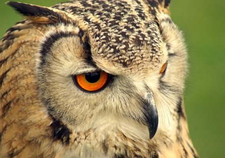 Indian Eagle Owl - Charlie