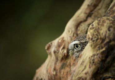 Little Owl - Pip