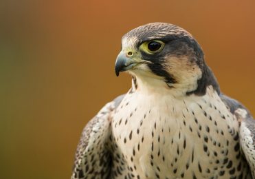 Peregrine X Lanner - Arya