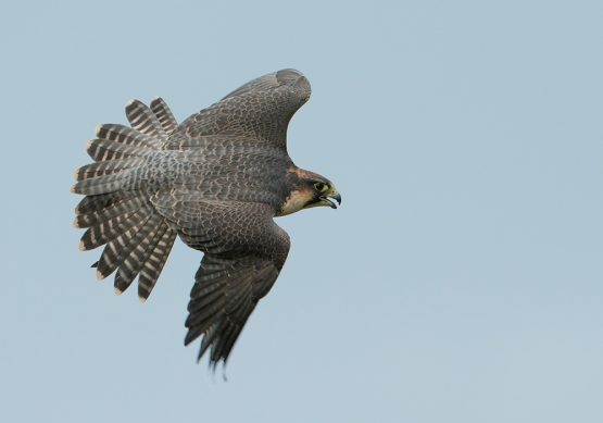 Peregrine X Lanner - Arya