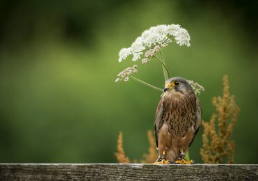Kestrel - Bourneville