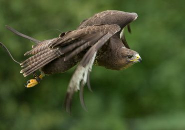 Common Buzzard - Mouse