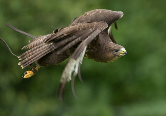 Common Buzzard - Mouse