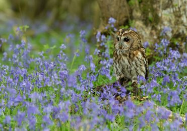 Tawny Owl - Ash