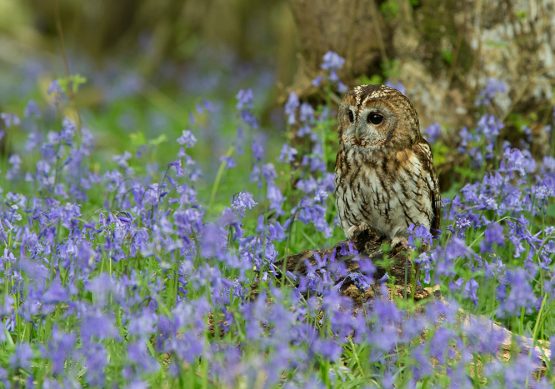 Tawny Owl - Ash