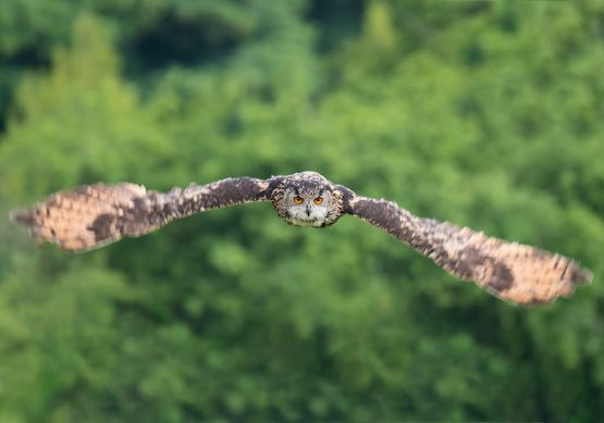 European Eagle Owl - Billie Jean