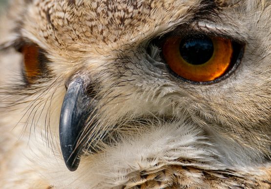 Indian Eagle Owl - Charlie