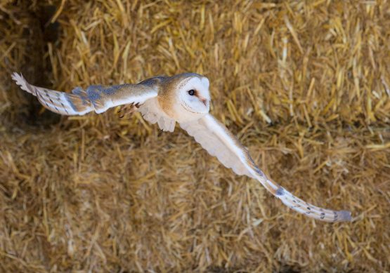 Barn Owl - Wiggy