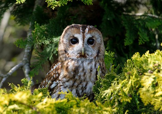 Tawny Owl - Ash