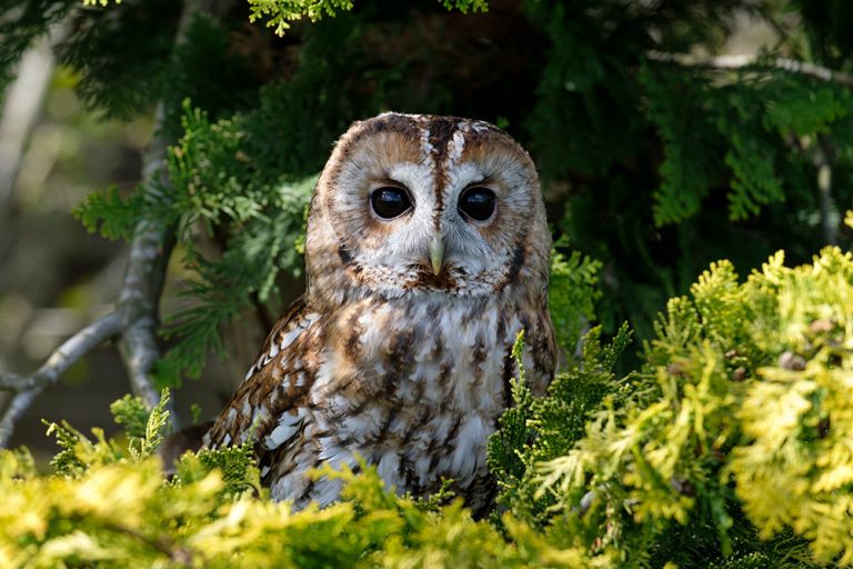 Tawny Owl - Ash