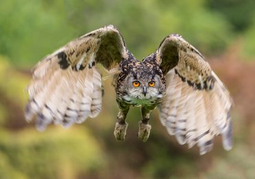 European Eagle Owl - Billie Jean