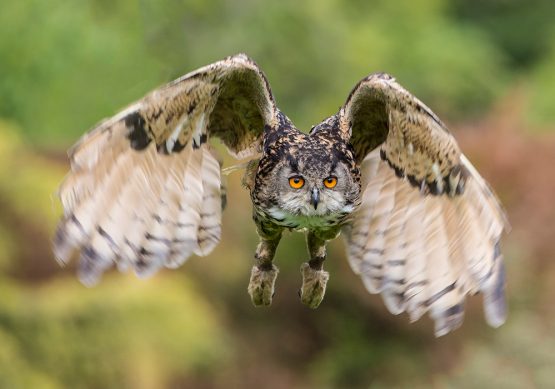 European Eagle Owl - Billie Jean
