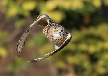 Indian Eagle Owl - Charlie
