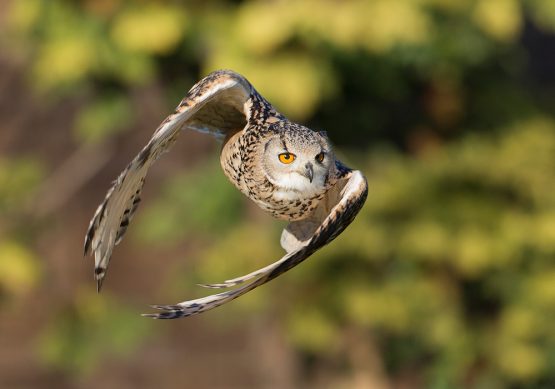 Indian Eagle Owl - Charlie