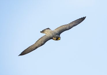 Peregrine X Lanner - Ayra