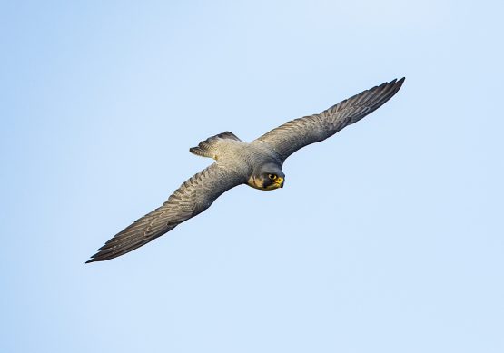 Peregrine X Lanner - Ayra