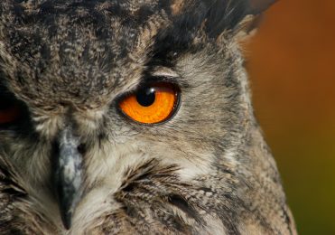 European Eagle Owl - Billie Jean