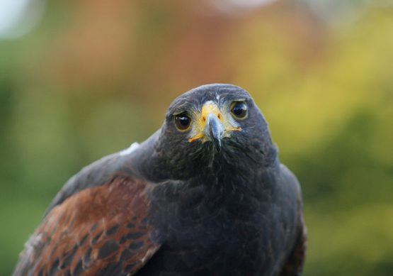 Harris Hawk - Milo