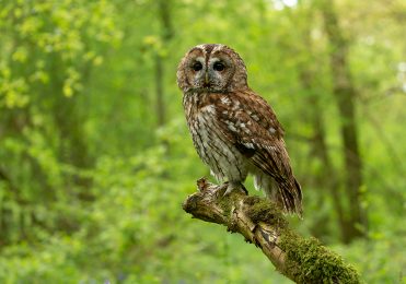 Tawny Owl - Ash